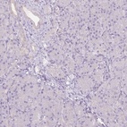Immunohistochemical staining of human pancreas shows low expression as expected.