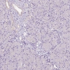 Immunohistochemical staining of human pancreas shows low expression as expected.
