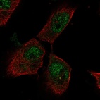 Anti-PTTG1IP Antibody