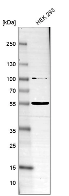 Anti-SLC37A3 Antibody