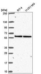 Anti-UBXN6 Antibody
