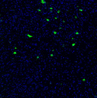 Anti-PMCH Antibody