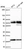 Anti-NUP85 Antibody