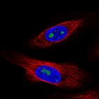 Anti-ZNF57 Antibody