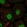 Anti-SMAD6 Antibody