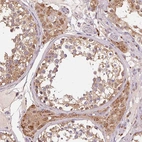 Immunohistochemical staining of human testis shows moderate to strong granular cytoplasmic positivity in Leydig cells.