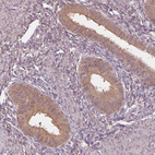 Anti-ADH5 Antibody