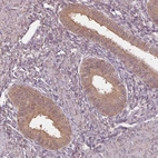 Immunohistochemical staining of human endometrium shows moderate cytoplasmic positivity in glandular cells.