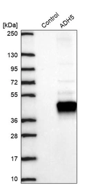 Western blot analysis in control (vector only transfected HEK293T lysate) and ADH5 over-expression lysate (Co-expressed with a C-terminal myc-DDK tag (~3.1 kDa) in mammalian HEK293T cells, LY400220).