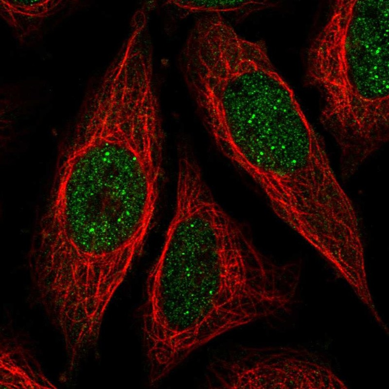 Anti-ICE1 Antibody