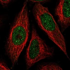 Anti-ICE1 Antibody