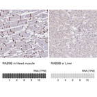 Anti-RAB9B Antibody