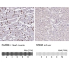 Anti-RAB9B Antibody