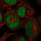 Anti-ZRANB2 Antibody