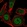 Anti-DUSP4 Antibody