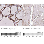 Anti-CHMP1B Antibody