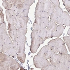 Immunohistochemical staining of human skeletal muscle shows low expression as expected.