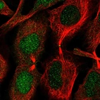 Immunofluorescent staining of human cell line U-2 OS shows localization to nucleus & midbody.