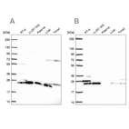 Western blot analysis using Anti-RPS5 antibody HPA061979 (A) shows similar pattern to independent antibody HPA055878 (B).