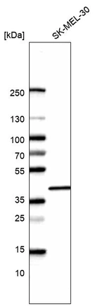 Anti-MORF4L1 Antibody