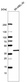 Anti-MORF4L1 Antibody