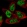 Anti-MORF4L1 Antibody