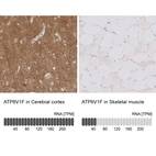 Anti-ATP6V1F Antibody