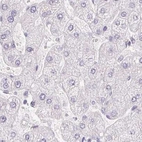 Immunohistochemical staining of human liver using Anti-PRL antibody HPA062017.