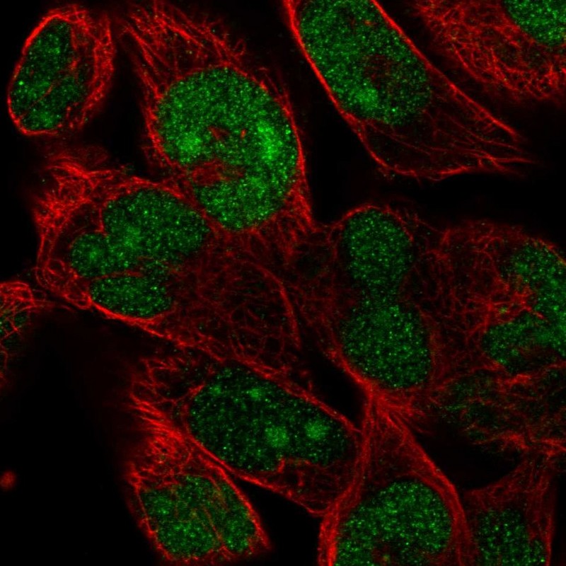 Anti-FAM204A Antibody