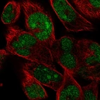 Anti-FAM204A Antibody