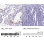 Anti-UBQLN3 Antibody