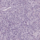 Immunohistochemical staining of human pancreas shows no cytoplasmic positivity in exocrine glandular cells as expected.