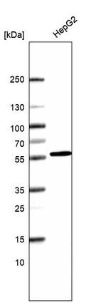 Anti-SRP54 Antibody