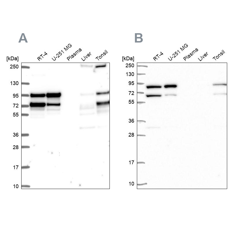 Anti-RANGAP1 Antibody