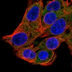 Immunofluorescent staining of human cell line Hep G2 shows localization to cytosol.