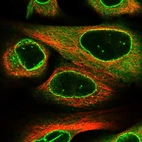 Immunofluorescent staining of human cell line U-2 OS shows localization to nuclear membrane, cytosol & vesicles.