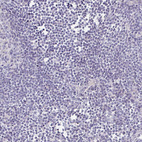 Immunohistochemical staining of human lymphoid tissues shows no positivity in non-germinal center cells as expected.