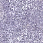 Immunohistochemical staining of human lymphoid tissues shows no positivity in non-germinal center cells as expected.