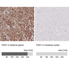 Anti-FDX1 Antibody