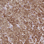 Immunohistochemical staining of human adrenal gland shows strong granular cytoplasmic positivity in glandular cells.