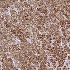 Immunohistochemical staining of human adrenal gland shows strong granular cytoplasmic positivity in glandular cells.