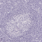 Anti-FDX1 Antibody