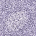 Immunohistochemical staining of human tonsil shows no positivity in germinal center cells as expected.
