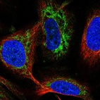 Immunofluorescent staining of human cell line U-2 OS shows localization to mitochondria.