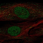 Anti-POU2F2 Antibody