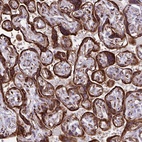 Anti-RCN1 Antibody