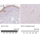 Anti-KLK7 Antibody