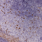 Anti-KLK7 Antibody