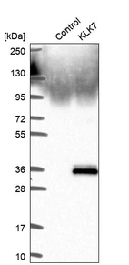 Western blot analysis in control (vector only transfected HEK293T lysate) and KLK7 over-expression lysate (Co-expressed with a C-terminal myc-DDK tag (~3.1 kDa) in mammalian HEK293T cells, LY417538).