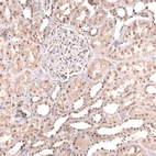 Immunohistochemical staining of human kidney shows moderate nuclear positivity in cells in tubules and cells in glomeruli.
